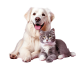 Pets
